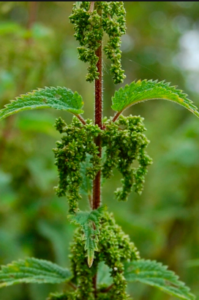 Nettle seed foraging