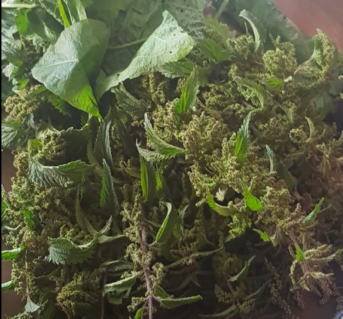 Why I Love Nettles